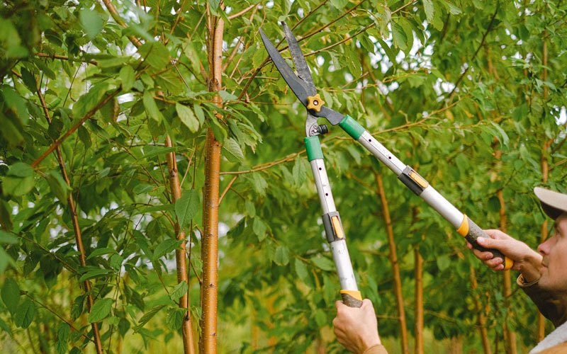 Tree trimming in Cody, NE